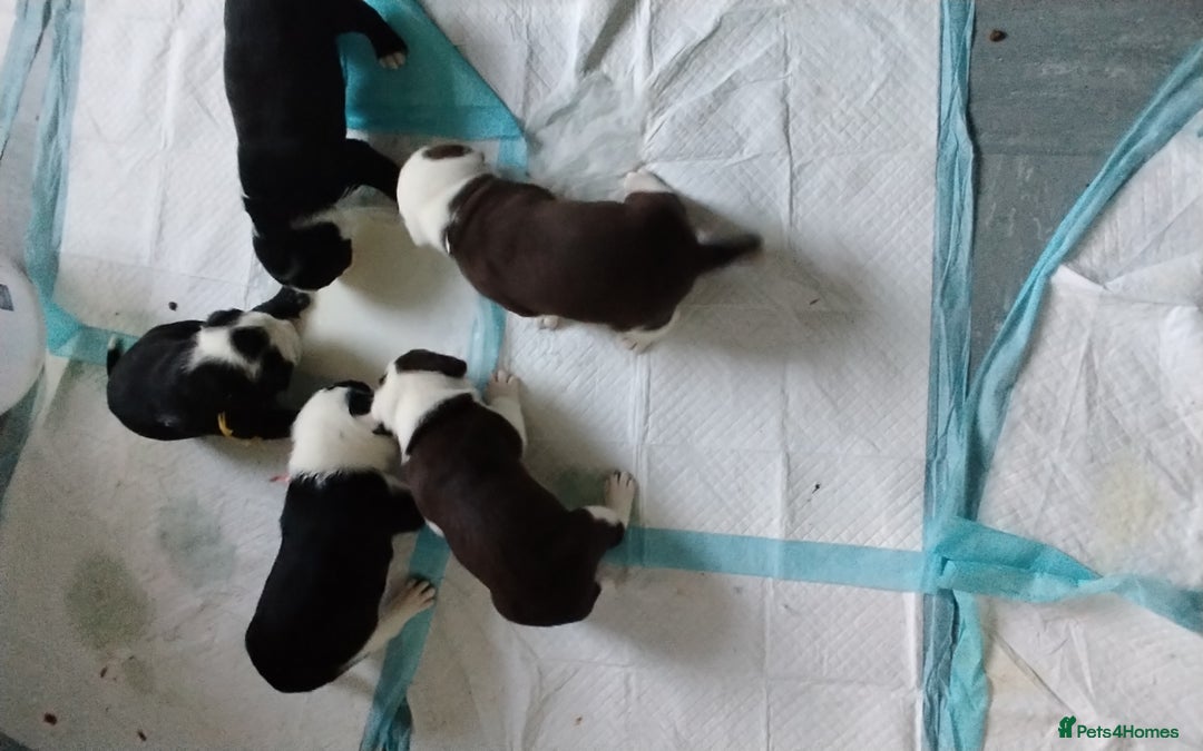 Mixed Breed dogs for sale: English Bulldog  - Advert 9