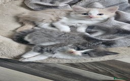 Mixed Breed cats for sale: 2 Long Hair Kittens Ready For Their Forever Homes - Image 2