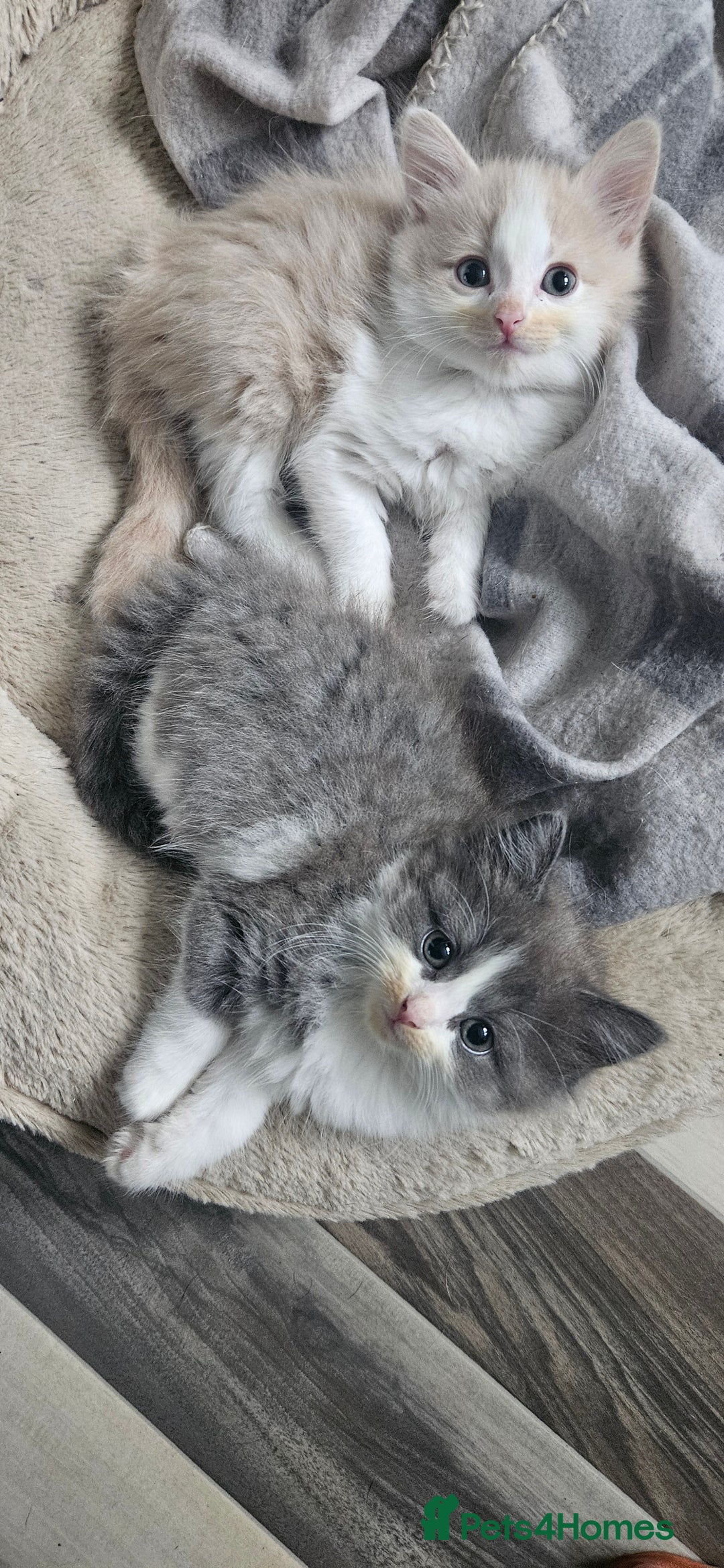 Mixed Breed cats for sale: 2 Long Hair Kittens Ready For Their Forever Homes - Image 2