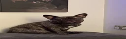 French Bulldog dogs for sale: Ace the french bulldog - Advert 8