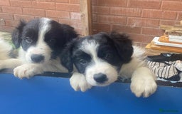 Border Collie dogs for sale: Border collie  - Image 2