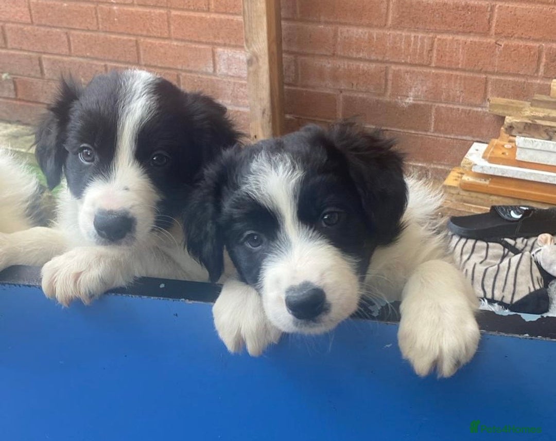 Border Collie dogs for sale: Border collie  - Image 2