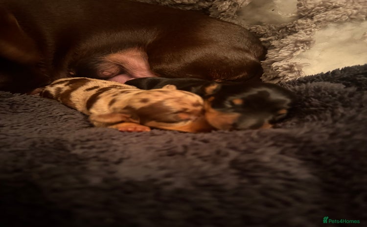 Miniature Dachshund dogs - Advert 1