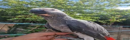 Parrots birds for sale: Super tame African Greys  in Harrow - Advert 7