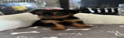 Yorkshire Terrier dogs for sale: Adorable Yorkshire Terrier Puppies 8 girls&1 boy.  - Advert 17