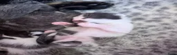 Domestic Shorthair cats for sale: Four beautiful healthy happy kittens  - Advert 29