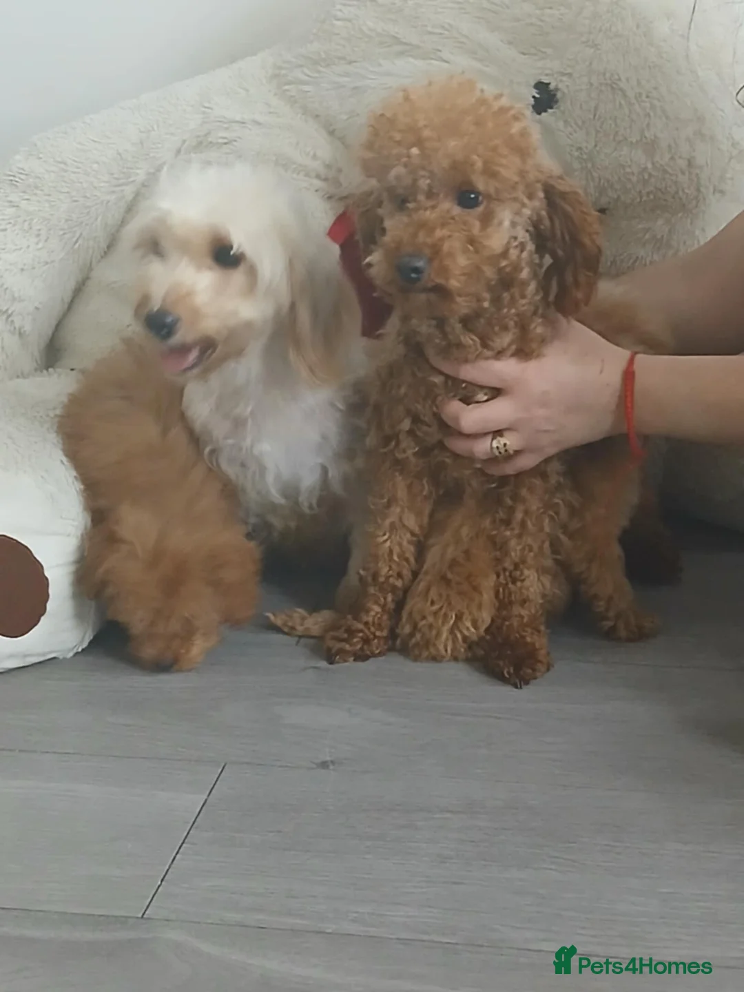 Cavapoo dogs for sale: Beautiful Cavapoo Puppies for Sale - Advert 12