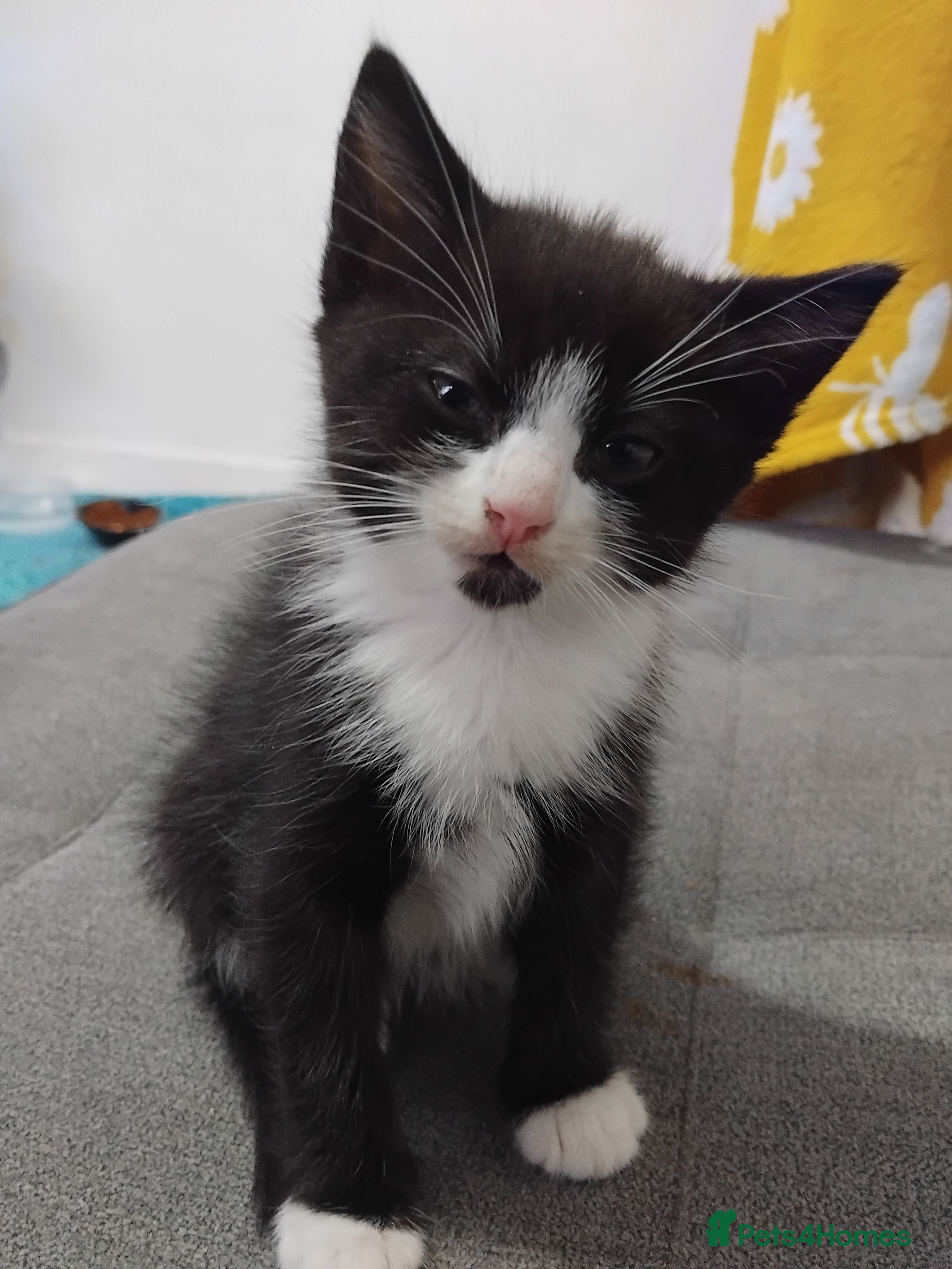 Mixed Breed cats Kittens  - Advert 8