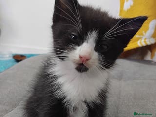 Mixed Breed cats Kittens - Advert 8