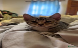 Bengal cats for sale: Half bengal kitten looking for her forever home - Image 9