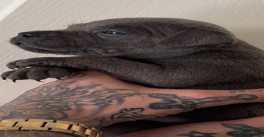Staffordshire Bull Terrier dogs - Advert 2