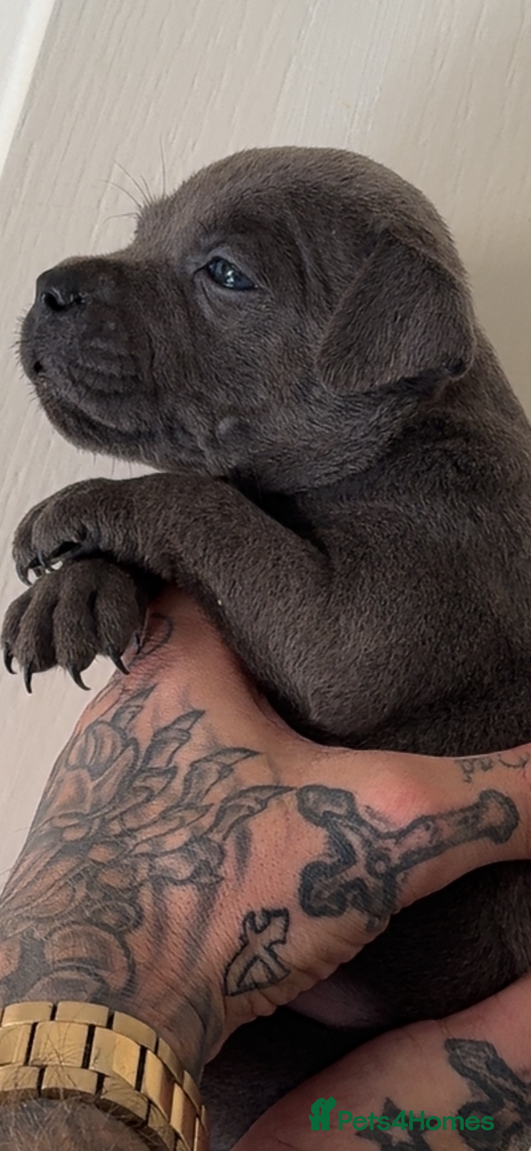Staffordshire Bull Terrier dogs for sale: Beautiful blue staffy pups excellent pedigree  - Image 12