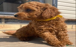 Toy Poodle dogs for sale: 🐶❤️ KC Registered Red Toy Poodle Puppies ❤️🐶 - Image 8