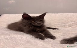 Maine Coon cats for sale: ✨7 Pure Bred Maine Coon Kittens✨ - Image 3