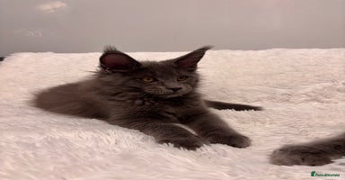 Maine Coon cats - Advert 6