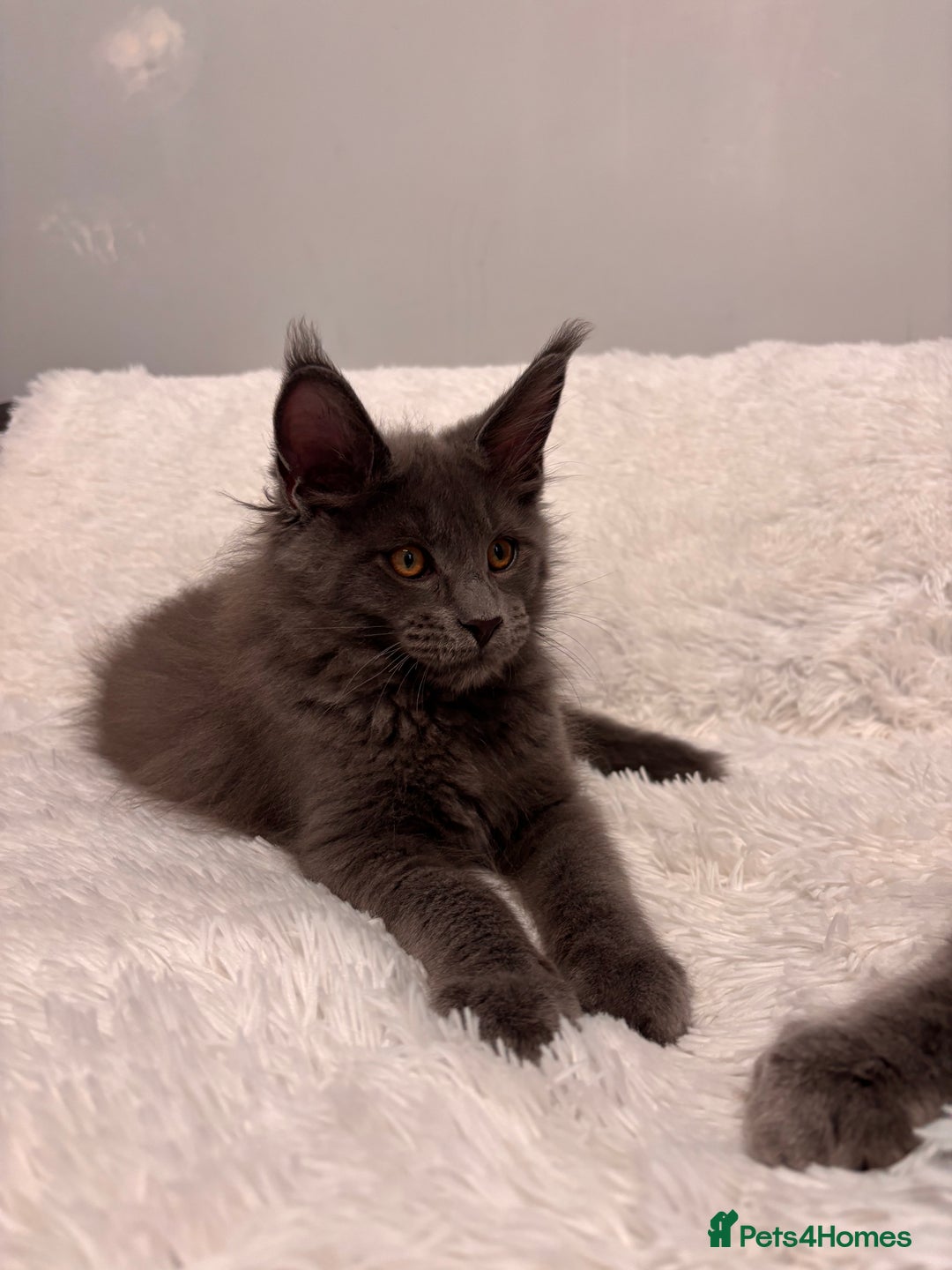 Maine Coon cats for sale: ✨7 Pure Bred Maine Coon Kittens✨ - Image 3
