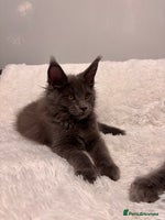 Maine Coon cats - Advert 3