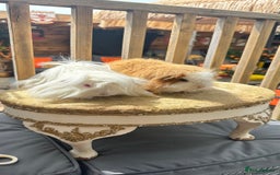 Guinea Pig rodents for sale: Swiss boar / Peruvian boar  in Wickford - Image 1