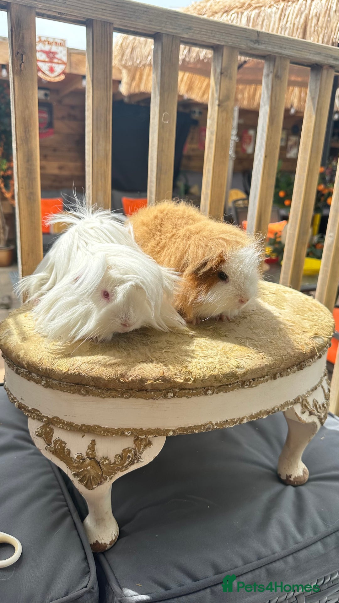 Guinea Pig rodents for sale: Swiss boar / Peruvian boar  in Wickford - Image 1