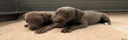 Mixed Breed dogs for sale: Bedlington Whippet puppies  - Advert 8