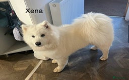 Samoyed dogs for sale: Beautiful Pure Breed Samoyed Puppies - Image 3