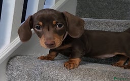 Miniature Dachshund dogs for sale: 🩷2 BABIES LEFT🐶READY TODAY🐶HAD 1ST/2ND JAB🩵 in Chorley - Image 29