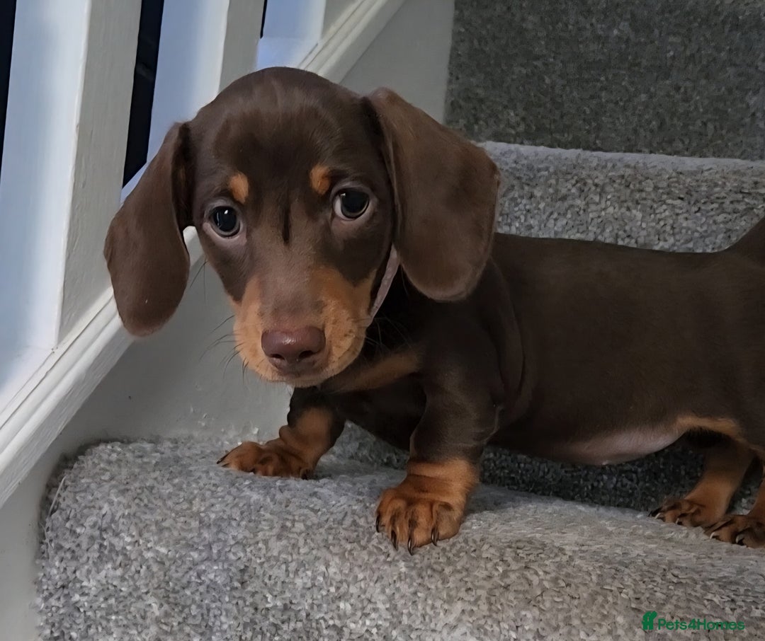 Miniature Dachshund dogs for sale: 🩷2 BABIES LEFT🐶READY TODAY🐶HAD 1ST/2ND JAB🩵 in Chorley - Image 29