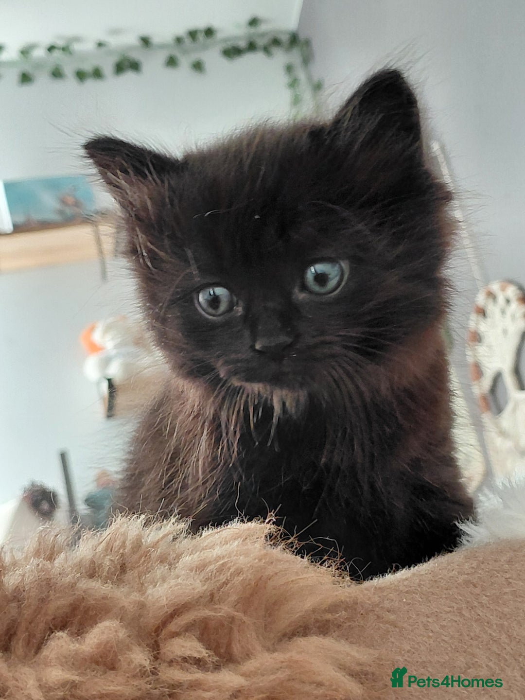 Mixed Breed cats for sale: Adorable mixed x russian blue x ragdoll - Advert 11