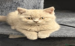British Shorthair cats for sale: Lilac British shorthair kittens - Image 13
