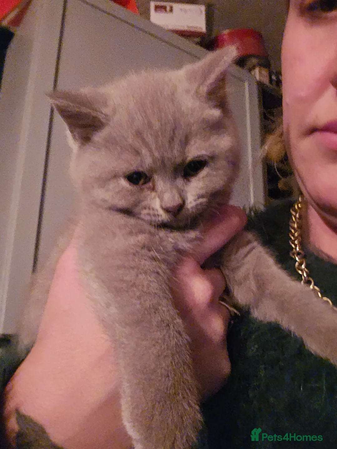 British Shorthair cats for sale: 6 british short hair ready to go  - Advert 25