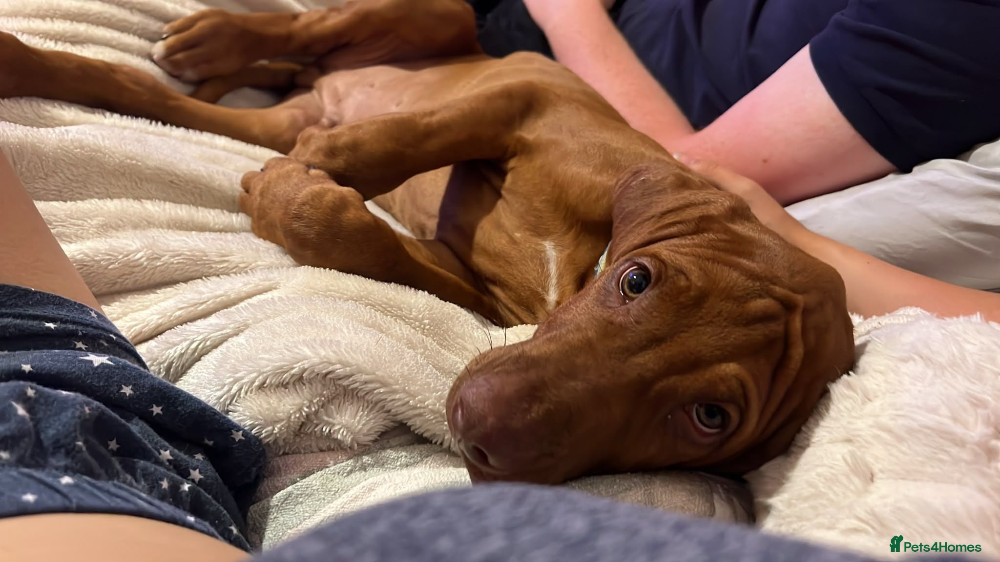 Rhodesian Ridgeback dogs Beautiful Rhodesian Ridgeback puppies-Family pet - Advert 16