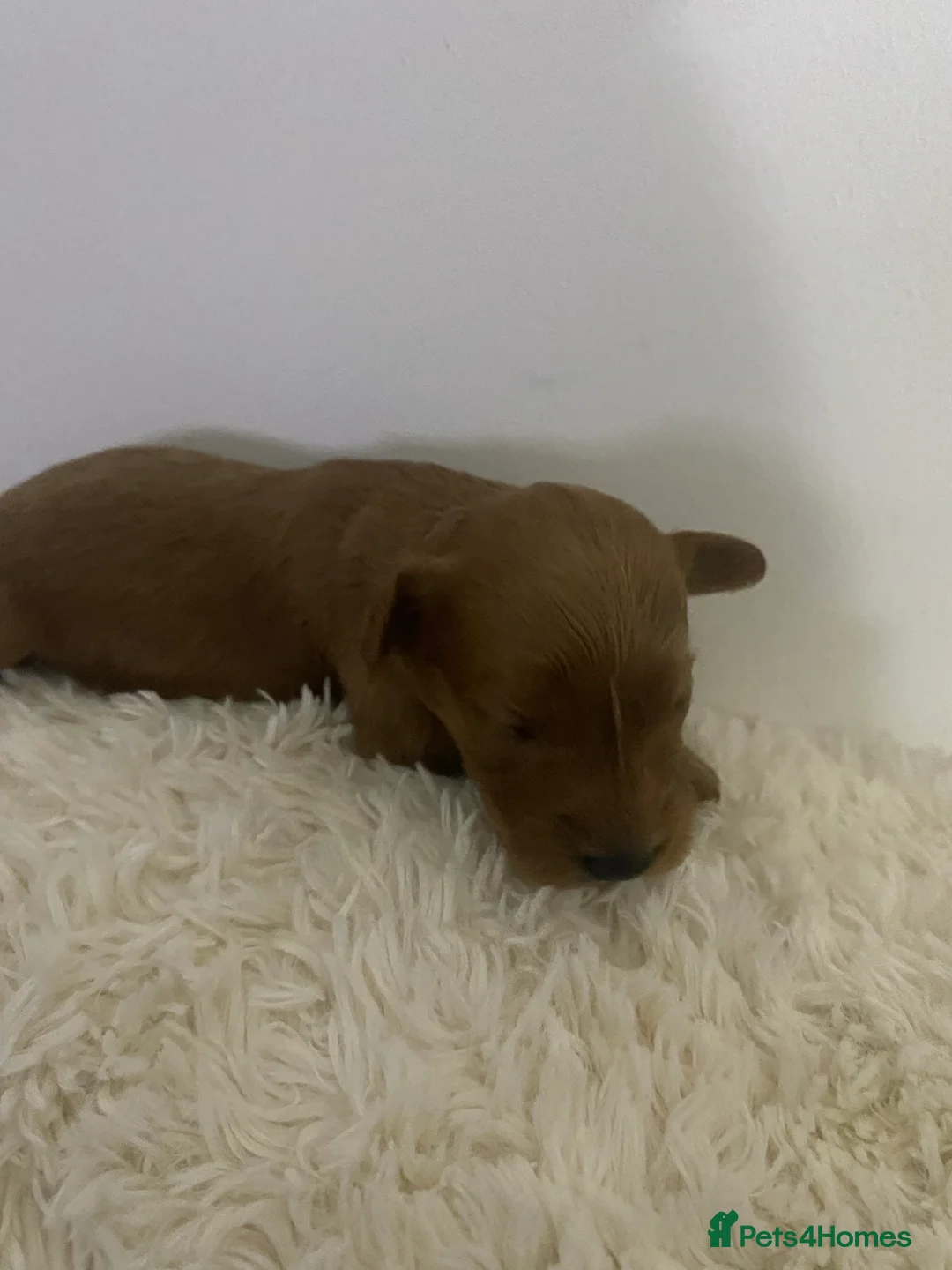 Cockapoo dogs for sale: Toy Poodle Cross Puppies, Mum & Dad Seen, London - Advert 12