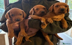 Mixed Breed dogs for sale: Hungarian Vizsla - Image 14