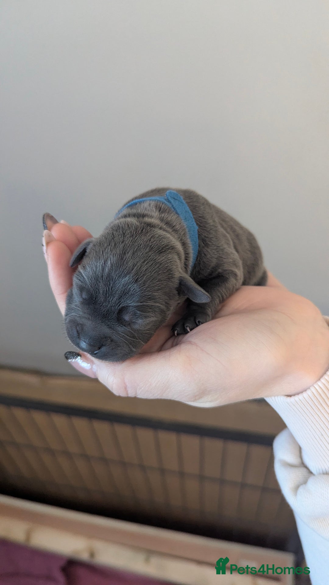 Staffordshire Bull Terrier dogs for sale: Beautiful KC reg Staffordshire bull terriers - Advert 37