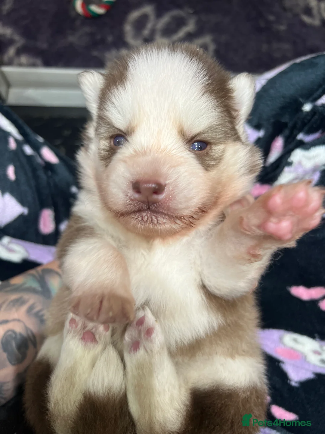 Pomsky dogs for sale: F4 Mini Pomsky - Advert 8