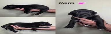 Sam