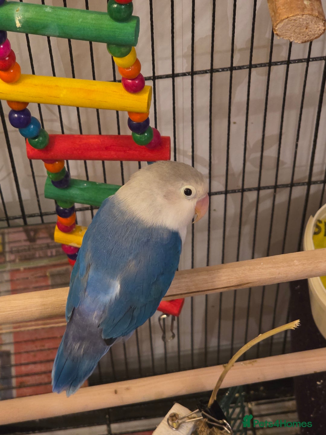 Lovebirds birds for sale: Fischer Love bird to sell  - Advert 20