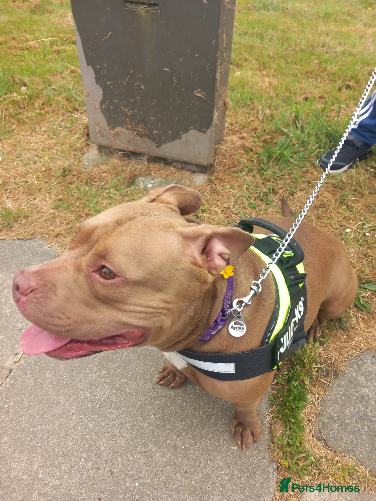 American Bully dogs Abkc pocket bully bitch  - Advert 21