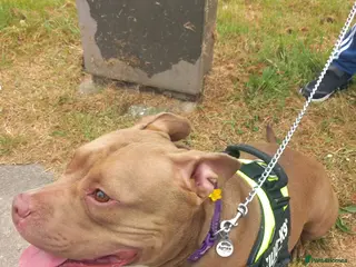 American Bully dogs Abkc pocket bully bitch - Advert 18