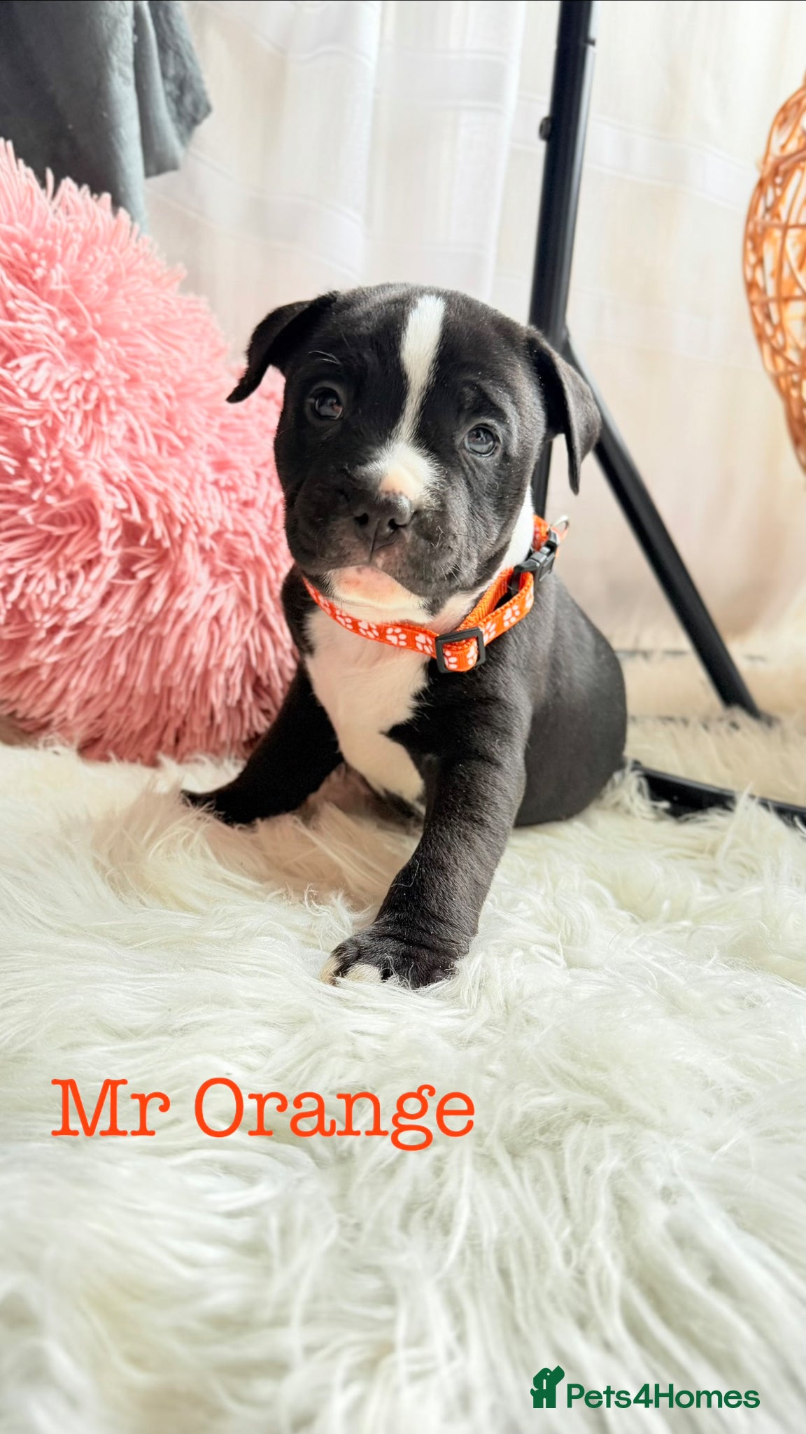 Staffordshire Bull Terrier dogs 💕BEAUTIFUL STAFFY PUPPIES 💕 - Advert 15