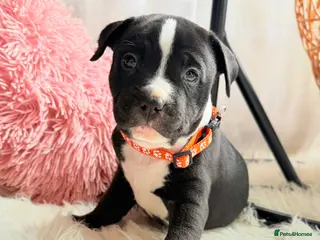 Staffordshire Bull Terrier dogs 💕BEAUTIFUL STAFFY PUPPIES 💕 - Advert 15