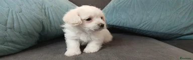 Maltipoo 3
