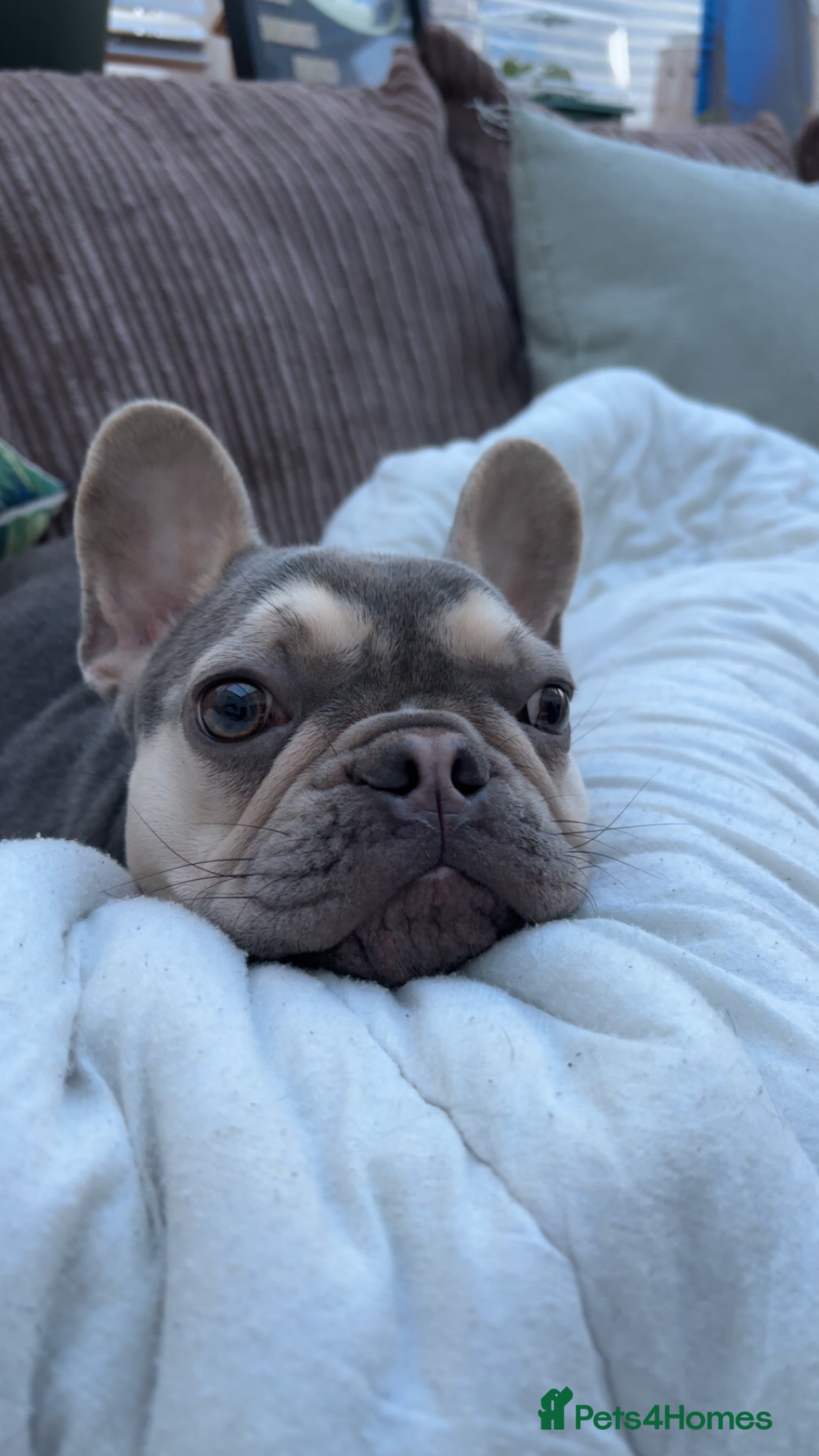 French Bulldog dogs French bulldog  - Advert 13