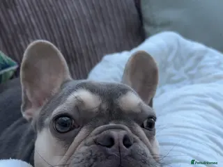 French Bulldog dogs French bulldog - Advert 13