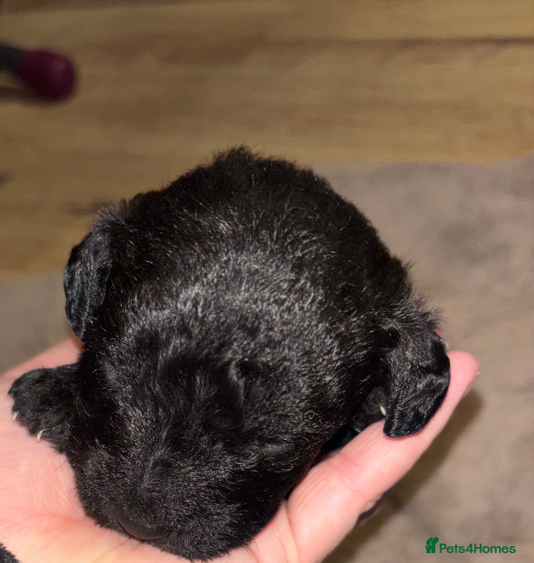 Mixed Breed dogs for sale: 3/4 bedlington  - Image 6