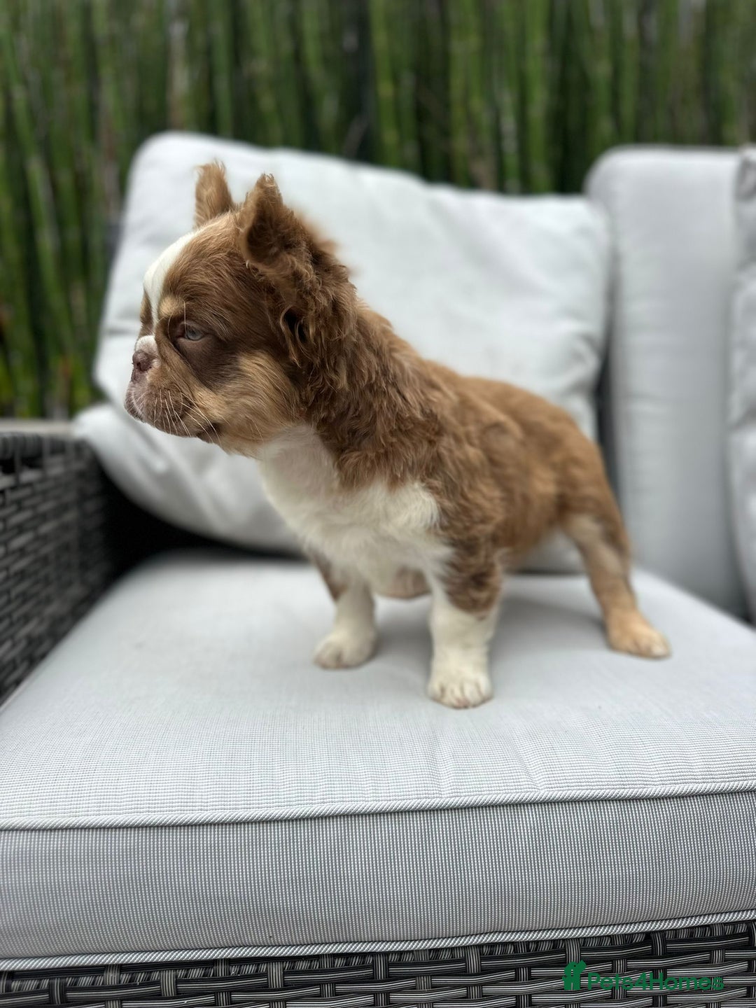 French Bulldog dogs for sale: KC registered frenchie boys  - Image 13
