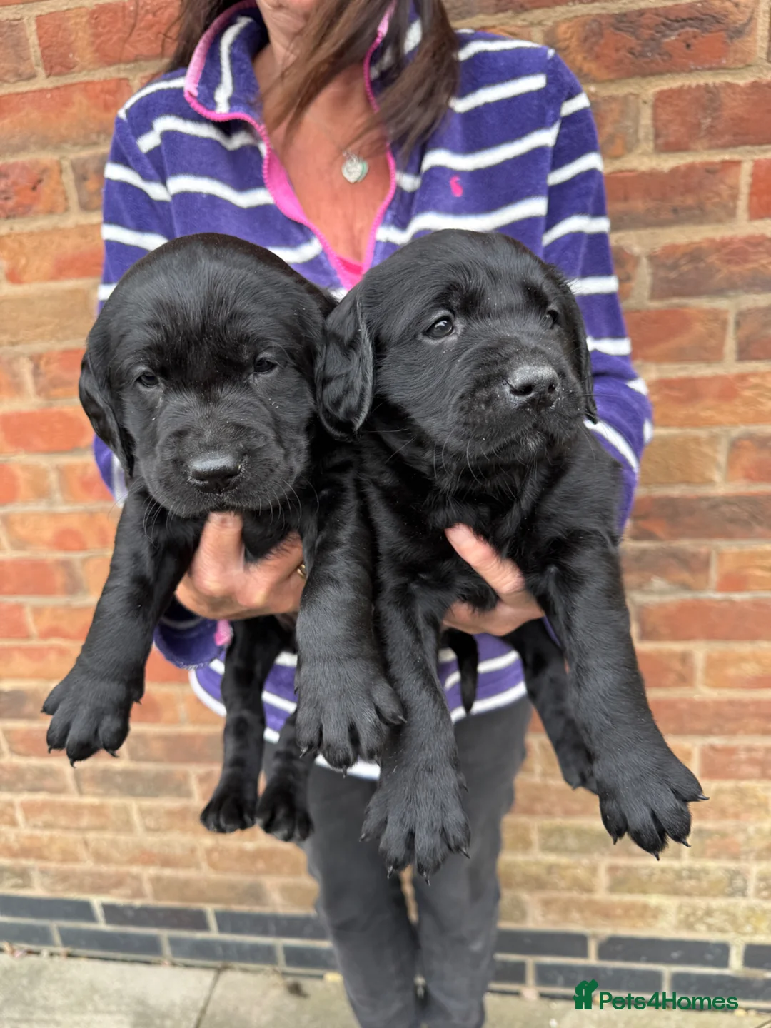 Goldador dogs for sale: Beautiful health tested goldador puppies  - Advert 2