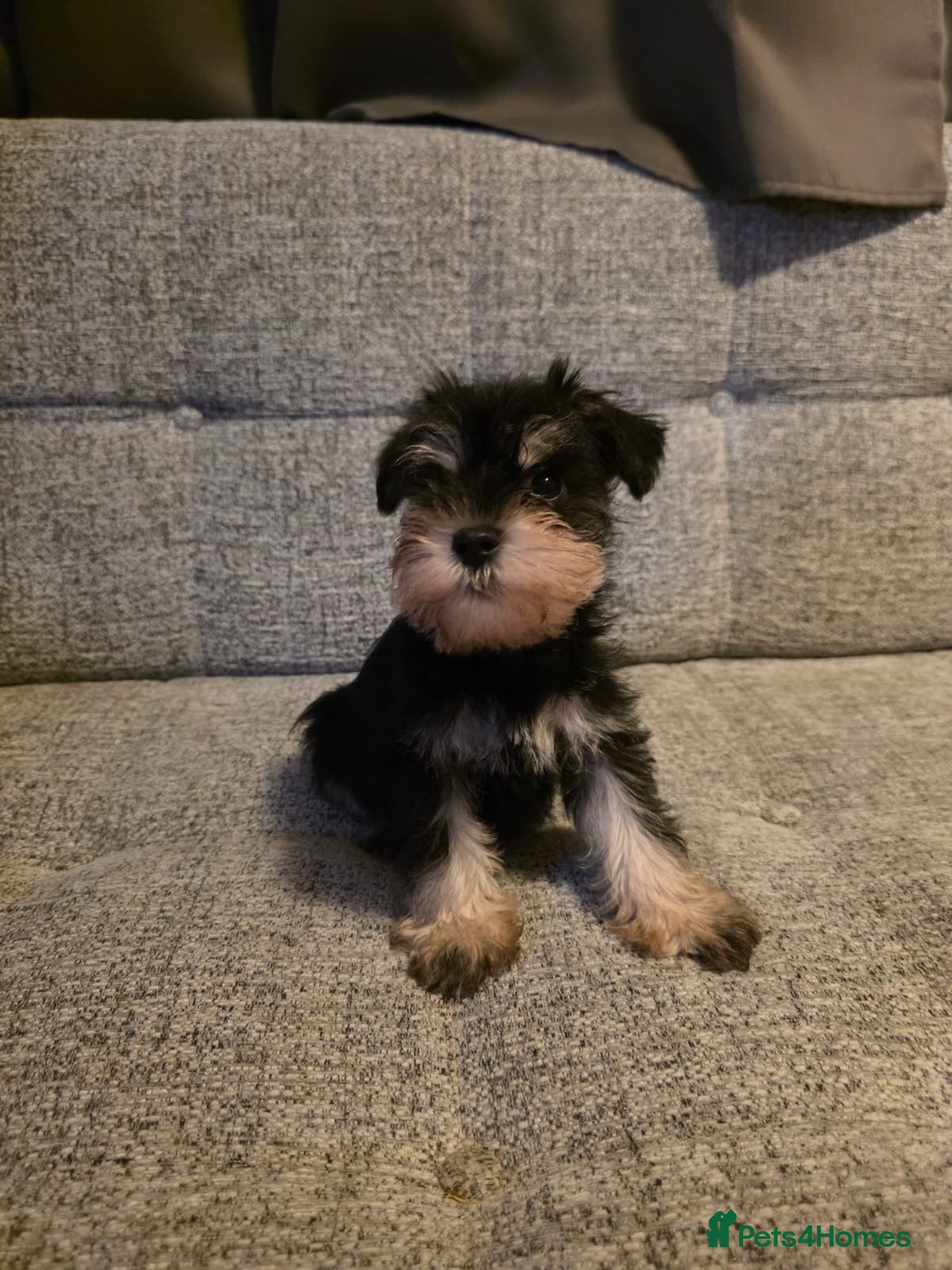 Miniature Schnauzer dogs READY NOW KC registered miniature schnauzer pups - Advert 4