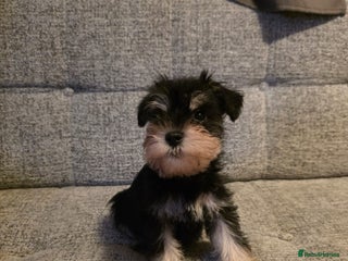 Miniature Schnauzer dogs READY NOW KC registered miniature schnauzer pups - Advert 1