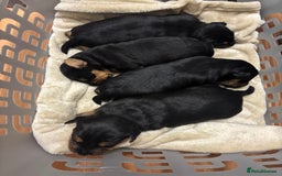 Mixed Breed dogs for sale: Lovely Lakeland Terrier Puppies  - Advert 3